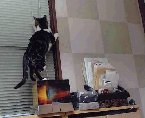 中国足球比赛主力球员出场频率分析,中国足球队上场队员