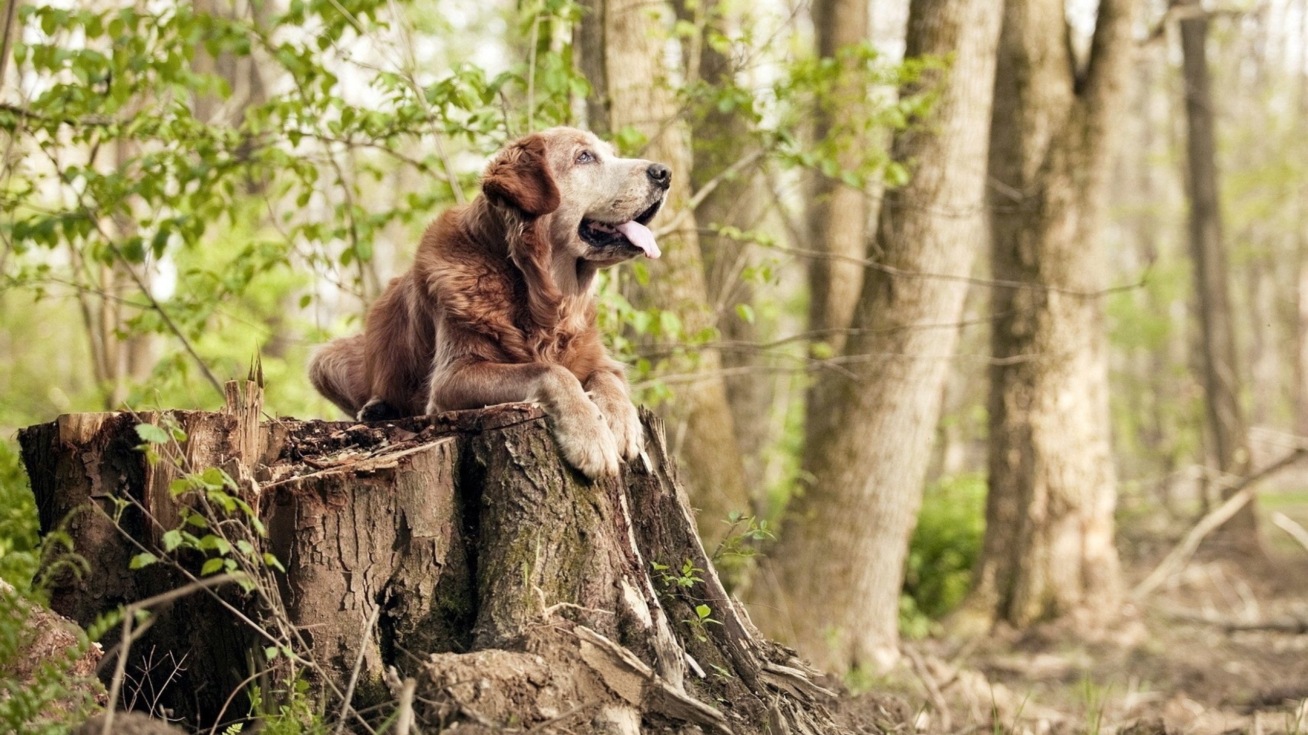 AYX GAME-中国女篮多次赢得关键比赛 提升排名，中国女篮最终排名