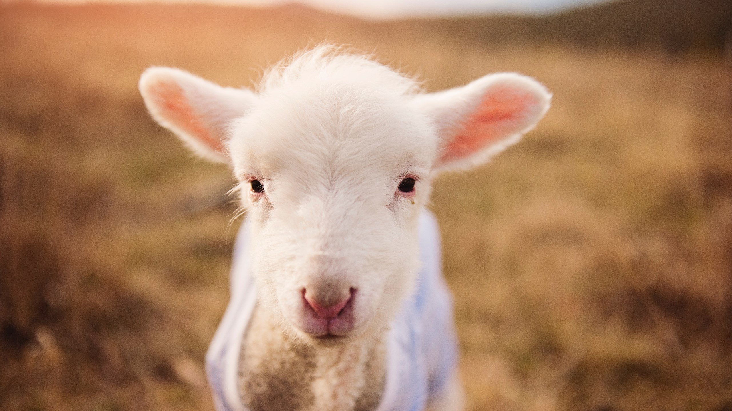 中国男篮强化末节执行力提升关键球处理能力，中国男子篮球联赛纪律准则