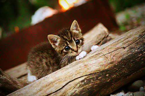 体育新闻中心协办国际体育内容版权研讨会，体育赛事版权