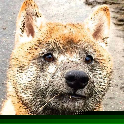 图赫尔巧用阵型,最大化球员优势,图赫尔现在在哪儿教练