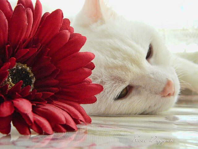 AYX体育-AI裁判系统实现全场自动判罚，比赛公平性再上台阶，ai裁判最早运用于哪一年