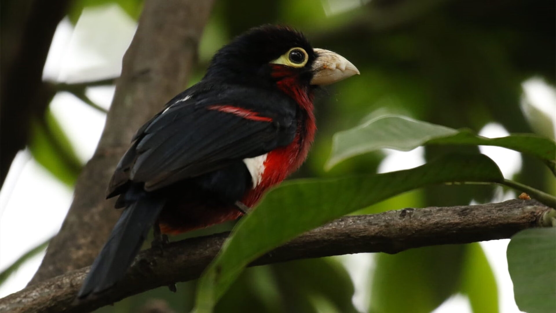 布克表态支持队友共同面对困难时期,布克 t