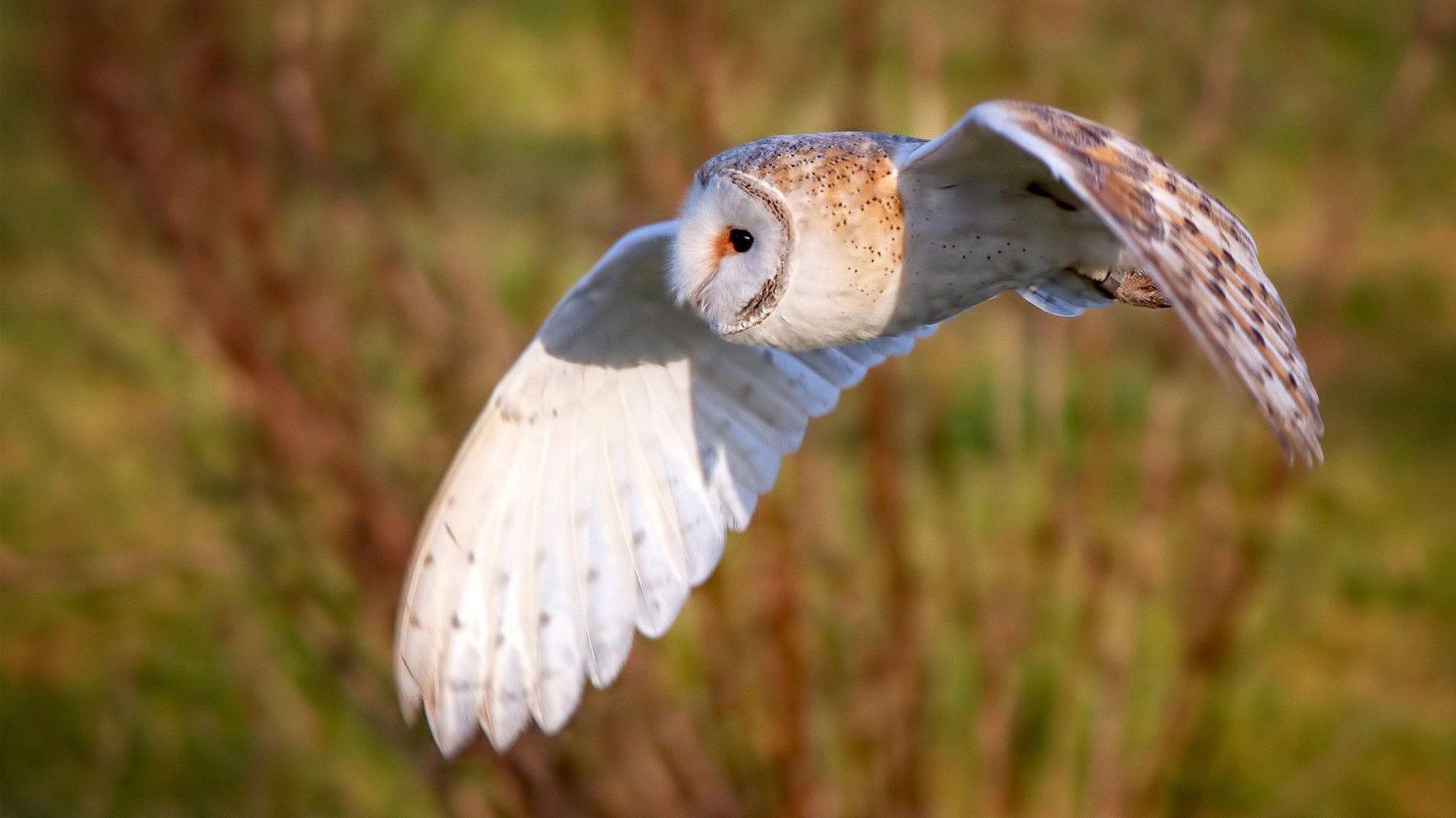 爱游戏娱乐平台-特色足球赛事增加赛事直播互动，提升观众参与感，足球赛事讲解